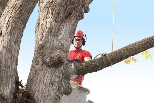 How Our Tree Care Process Works  in  Shanor Northvue, PA